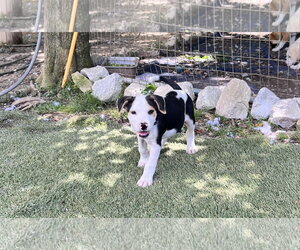 Staffordshire Bull Terrier-Unknown Mix Dogs for adoption in Tracy City, TN, USA