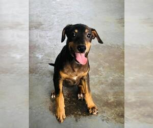 Blue Lacy-Catahoula Leopard Dog Mix Dogs for adoption in Pleasanton, TX, USA