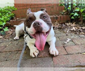 Bulldog-Unknown Mix Dogs for adoption in Richmond, VA, USA