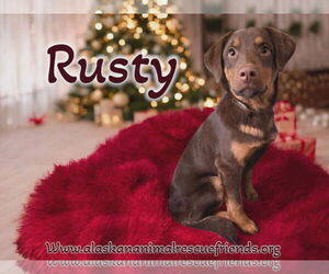 Borador Dogs for adoption in Anchorage, AK, USA