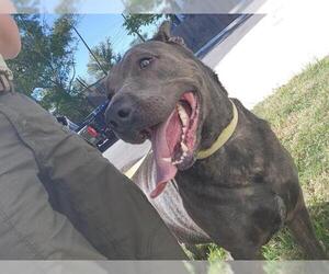 American Pit Bull Terrier Dogs for adoption in Temple, TX, USA