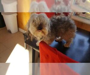 Bearded Collie Dogs for adoption in San Pablo, CA, USA