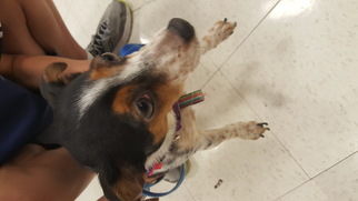 Jack Russell Terrier-Unknown Mix Dogs for adoption in Woodbridge, VA, USA