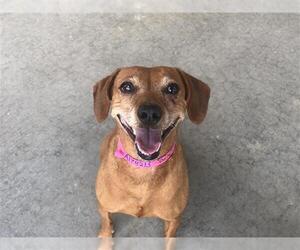 Doxie-Pin Dogs for adoption in Grand Prairie, TX, USA