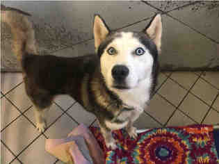 Siberian Husky Dogs for adoption in Canfield, OH, USA