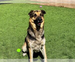 German Shepherd Dog Dogs for adoption in Orange, CA, USA