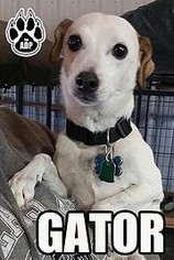 Jack Russell Terrier-Unknown Mix Dogs for adoption in wellington, CO, USA