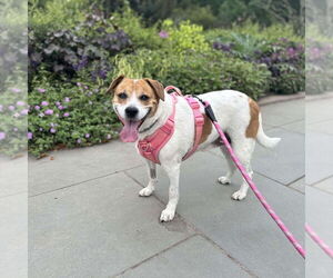 Labbe Dogs for adoption in Elmsford, NY, USA