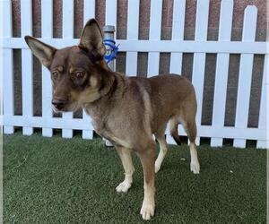 German Shepherd Dog-Unknown Mix Dogs for adoption in Modesto, CA, USA