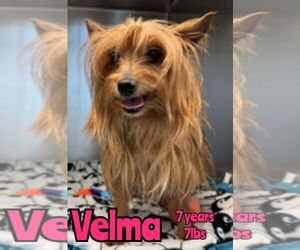Mutt Dogs for adoption in Woodbury, NY, USA