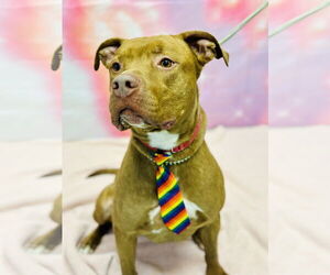 Mutt Dogs for adoption in Manahawkin, NJ, USA