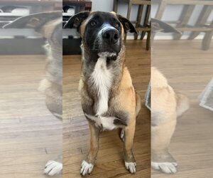 Labrador Retriever-Unknown Mix Dogs for adoption in San Diego, CA, USA