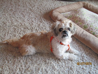 Shih Tzu Dogs for adoption in Arvada, CO, USA