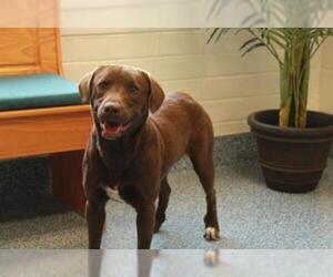 Labrador Retriever Dogs for adoption in Grovetown, GA, USA