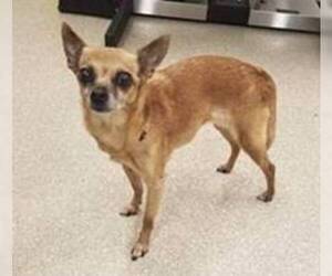 Chihuahua Dogs for adoption in Rockville, MD, USA