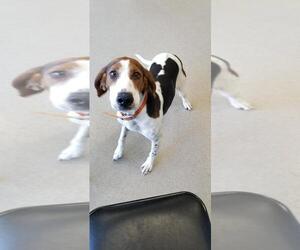 American Foxhound Dogs for adoption in Oskaloosa, IA, USA