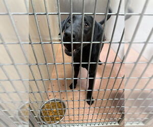 Labrador Retriever Dogs for adoption in Ogden, UT, USA