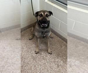 Chinese Shar-Pei-German Shepherd Dog Mix Dogs for adoption in Pueblo, CO, USA