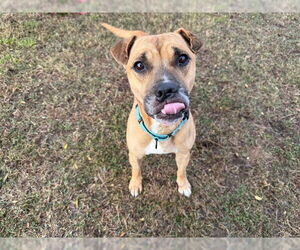 Black Mouth Cur-Unknown Mix Dogs for adoption in Ocala, FL, USA