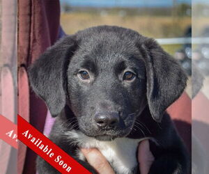 German Shepherd Dog-Unknown Mix Dogs for adoption in Huntley, IL, USA