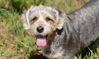 Cockapoo Dogs for adoption in Ashland, WI, USA