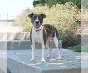 Boxador Dogs for adoption in Rocky Mount, VA, USA