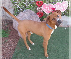 Medium Photo #1 Black Mouth Cur-Unknown Mix Puppy For Sale in Oklahoma City, OK, USA