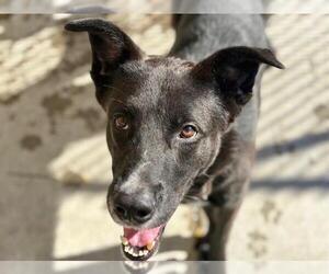 German Shepherd Dog-Unknown Mix Dogs for adoption in Tulsa, OK, USA