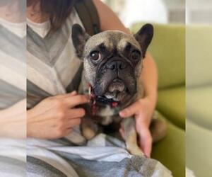 French Bulldog Dogs for adoption in Lake Forest, CA, USA