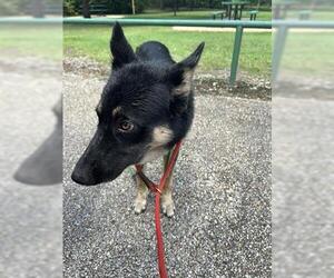 German Shepherd Dog Dogs for adoption in Houston, TX, USA