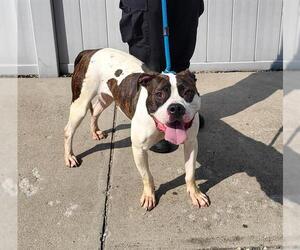 Boxer-Unknown Mix Dogs for adoption in Louisville, KY, USA