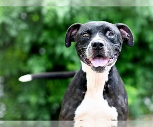 Labrador Retriever-Unknown Mix Dogs for adoption in Tavares, FL, USA