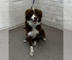 Australian Shepherd Dogs for adoption in San Bernardino, CA, USA