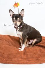 American Rat Pinscher Dogs for adoption in Woodland, CA, USA