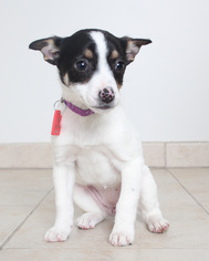 Medium Photo #1 Rat Terrier-Unknown Mix Puppy For Sale in Eden Prairie, MN, USA