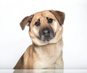Mutt Dogs for adoption in Franklin, TN, USA
