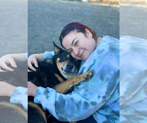 Mutt Dogs for adoption in West Cornwall, CT, USA