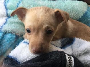 Chi-Corgi Dogs for adoption in Oakley, CA, USA