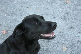 Labrador Retriever-Unknown Mix Dogs for adoption in Kinderhook, NY, USA