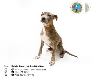 American Bulldog Dogs for adoption in Mobile, AL, USA