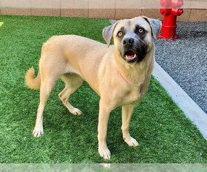 Anatolian Shepherd-Labrador Retriever Mix Dogs for adoption in Moreno Valley, CA, USA