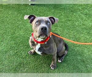 Mutt Dogs for adoption in Orange, CA, USA