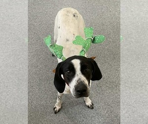 Mutt Dogs for adoption in Low Moor, VA, USA