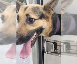 German Shepherd Dog Dogs for adoption in San Antonio, TX, USA