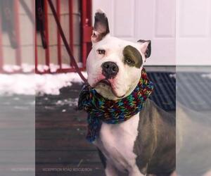 Bullypit Dogs for adoption in Techny, IL, USA