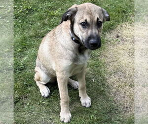 Mutt Dogs for adoption in Brooklyn Center, MN, USA