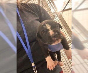 Staffordshire Bull Terrier-Unknown Mix Dogs for adoption in Houston, TX, USA