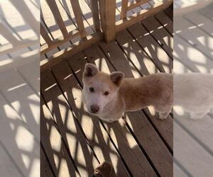 Australian Shepherd-Siberian Husky-Unknown Mix Dogs for adoption in Chama, NM, USA