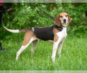 Treeing Walker Coonhound Dogs for adoption in Flora, IL, USA