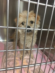 Schweenie Dogs for adoption in Benton, LA, USA